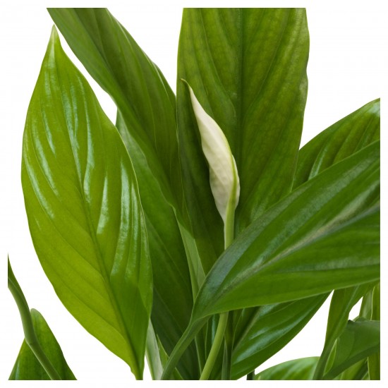 SPATHIPHYLLUM canlı bitki, beyaz-yeşil