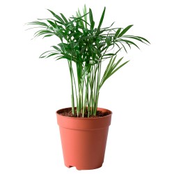 CHAMAEDOREA ELEGANS canlı bitki, salon palmiyesi