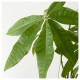 PACHIRA AQUATICA canlı bitki, Guinea kestanesi