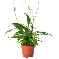 SPATHIPHYLLUM canlı bitki, spathiphyllum cupido