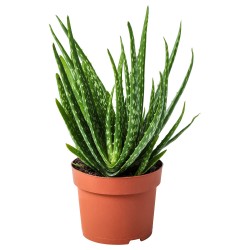 ALOE VERA canlı bitki, Aloe vera