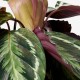 CALATHEA canlı bitki, Dua çiçeği-farklı türler